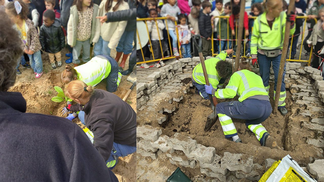 Comporta assinala o Dia da Árvore com plantação de novas árvores