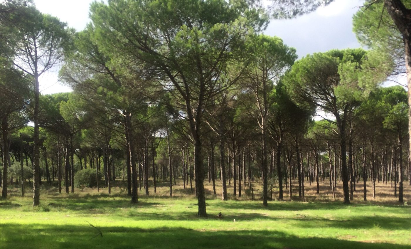 Foto: NickieB.Portugal / Wikimedia Commons (CC BY-SA 4.0)